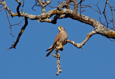 Een soort die natuurlijk in eigen land prima geplaat moet kunnen worden, maar de grillig gevormde takken waren in combinatie met de blauwe lentelucht een verleidelijke entourage.