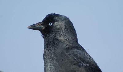 met dezelfde kleur ogen als de helblauwe achtergrond vond ik dit wel een mooi portretje.
