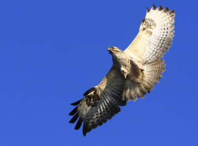 Zat in mijn auto te posten op mijn favoriete plekje. In de verte zag ik deze buizerd aan komen vliegen. Toen hij bijna bij mijn auto was gelijk mijn camera uit het raam gestoken en daar schrok hij/zij zo van dat hij/zij direct weer omdraaide.