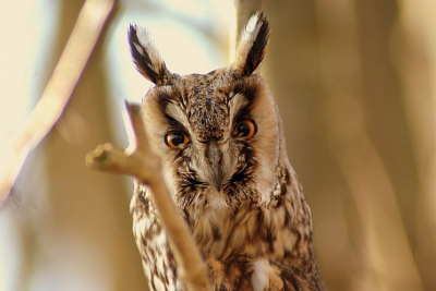 Hier nog een close up van de ransuil waar ik oog in oog mee stond.
Na verloop van tijd keek hij zo boos dat het zowat een beetje eng werd....hij zat nota bene op een afstand van 2 meter. Erg mooie ervaring