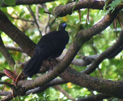 Al op de eerste dag in Costa Rica zag ik deze zwarte zware jongen door de bomen scharrelen, maar hij liet zich slecht zien. Pas in deze niet tet zwaar bebladerde boom lukte het redelijk. Echt goed is de plaat niet, maar volgens mij staat deze soort nog niet op BP.