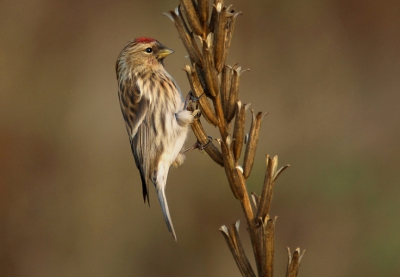 In de winter van 2007/2008 verbleef een gemengde groep Grote en Kleine Barmsijzen aan de Stortplas bij Mol. Dit ex. zonderde zich af van de neurotische groep en solitair laten ze zich over het algemeen beter benaderen. Jammer van de overbelichting van buik en onderstaartdekveren.