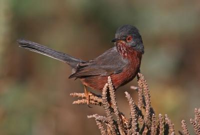 This is one of my favourite little birds. I hope my photo.