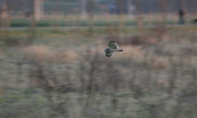 Ben al een aantal avonden bezig geweest, nu het eerste bijna scherpe resultaat (jammer dat ik te laat was voor de maandopdracht)...
Canon 30D
Lens: 100-400 mm
F-stop: F/5,6
Sluitertijd:1/60 sec
Brandpuntsafstand: 400 mm