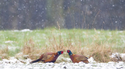 Het mag dan keihard sneeuwen, maar het is wel lente! En dus moet er gevochten worden. Gewoon. Daarom. En da's wel een reden!