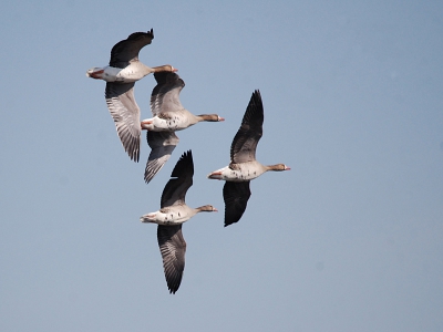 Tijdens mooie lente dag in de vogelkijkhut bij Letterberter Petten geweest, alwaar deze Kolganzen een mooie show weggaven