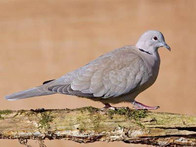 Testfoto in sRGB om het verschil te bekijken op de site met een foto in RGB.
Zoals al vaker op deze site besproken geeft RGB fletsere kleuren dan sRGB op het web. Dus foto's voor het web opsturen in sRGB. Dit kun je doen door in Photoshop via Bewerken naar Omzetten in profiel te gaan en daar, onder Doelruimte het profiel om te zetten in sRGB. Daarna foto opslaan als (exif gegevens blijven dan behouden), dit in tegenstelling tot opslaan voor web.