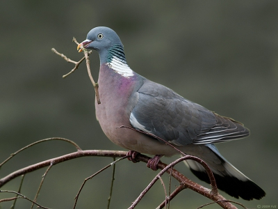 Een stelletje houtduiven heeft in onze tuin een boom uitgekozen uitgekozen om een nest te maken...
Ze vliegen af en aan met takjes die ze vinden ...
Hoop dat ze voorspoedig een broedsel krijgen en we kunnen genieten van het voeren door Pa en Ma...