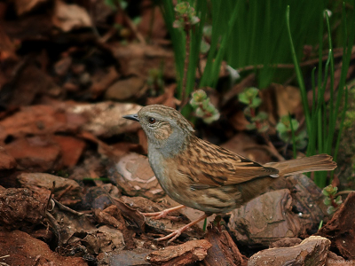Deze Heggenmus heeft het goed naar zijn zin in onze tuin, we zien hem dagelijks zoeken naar iets eetbaars....