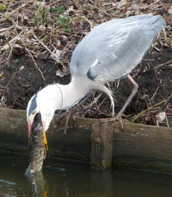 Reiger worstelt met grote snoek. Dit viel me op toen ik over het "Schout Bontebalpad" fietste, langs de sportvelden. Het was bewolkt, ca. 12.00 uur en ik moest 8x inzoomen.