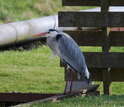 Deze blauwe reiger staat hier vaak te vissen. Sinds een week ben ik in het bezit van een nieuwe lens. met mijn andere lens kon ik nooit dit resultaat behalen. ben er erg blij mee.