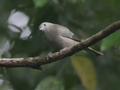 De Palmtangare is nauw verwant aan de in grotere getale voorkomende Bisschopstangare. Tijdens ons 3-weekse verblijf in Costa Rica zagen we deze soort slechts n keer in Sarapiqui waar deze foto kon worden gemaakt.