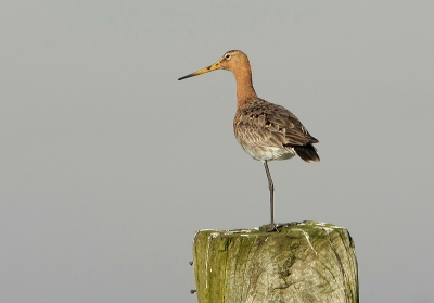Deze grutto bleef heel mooi op zijn plekje zitten.
Hij zat zich wat te poetsen en voelde zicht denk niet echt bedreigd.