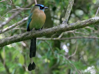 De Blauwkapmotmot is de meest verspreide Motmotsoort in Costa Rica. Foto werd gemaakt in Monteverde.