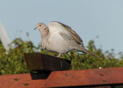 Deze Tortel zat heerlijk te poseren voor mijn nieuwe camera. ik was zeer tevreden over dit resultaat.
