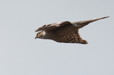 Deze roofvogel kwam opeens overvliegen, toen ik zaterdag mijn nieuwe camerauitrusting kon uittesten.
De Nikon D300 met de 300mm AF-S F4 deed zijn werk naar mijn idee goed..

Weet iemand welke vogel dit is?