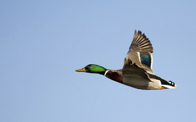 Vanaf de ijsseldijk een poosje geprobeerd vogels die van en naar de polder komen vast te leggen.
Soms komen de vogels op ooghoogte op volle snelheid voorbij. Valt niet echt mee om dat dan in beeld te houden.

Gr Cor.