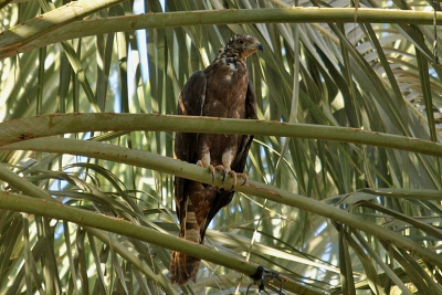 De eerste overwinterende Aziatische Wespendief in Israel. De vogel verbleef hoofdzakelijk in een Dadelplantage in de buurt van het ringstation bij Eilat.