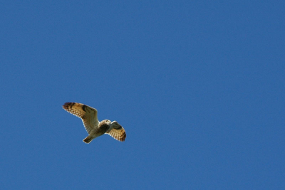 Deze Velduil hebben we prachtig kunnen bekijken in de polder. Hij kan schitterend overvliegen!

Nikon D70 + 18-70 mm - 70mm - 1/500 sec - F8