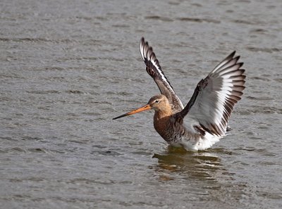 Zag vanmiddag een grote groep Grutto's in het water van het LAuwersmeergebied. Heb niet geweten, dat deze weidevogel zich ook in  het water thuisvoelt.