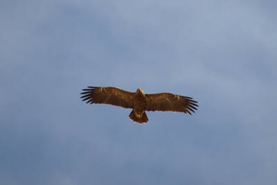 Op 30 maart, onze eerste dag in Israel, kwam de roofvogeltrek in de halfwoestijn van Nizzana al vroeg op gang. De Schreeuwarenden zaten aanvankelijk nog lekker laag.