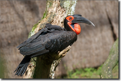 Zuidelijke hoornraaf oftewel zuidelijke grondneushoornvogel