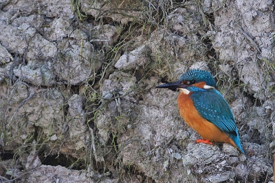 De IJsvogels op deze stek hebben het afgelopen winter goed gered en zijn nu vollop in de weer!
Paren, nesten onderzoeken, visoverdrachten je ziet het allemaal!
Helaas alleen niet altijd de juiste sluitertijden voor die rituelen...