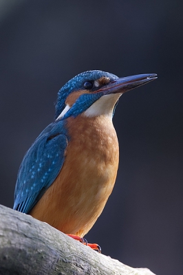 De IJsvogels op deze stek hebben het afgelopen winter goed gered en zijn nu vollop in de weer!
Paren, nesten onderzoeken, visoverdrachten je ziet het allemaal!