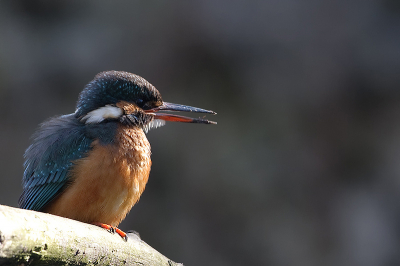 De IJsvogels op deze stek hebben het afgelopen winter goed gered en zijn nu vollop in de weer!
Paren, nesten onderzoeken, visoverdrachten je ziet het allemaal!