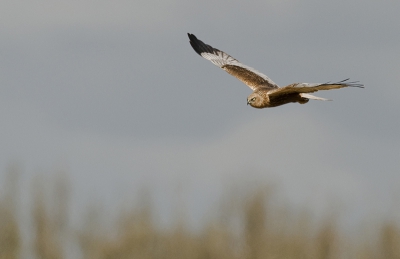 We kwamen afgelopen weekend deze kiekendief tegen in de Biesbosch. Hij was boven het riet aan het zoeken naar wat lekkers. Angelique