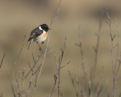 De zeldzaamheid krijg je niet elke dag voor je lens. Een paartje Aziatische roodborsttapuiten in een heide gebied. Bij het mannetje waren de zwarte okselplekken zeer duidelijk aanwezig welke het bewijs leverde dat het hier om deze soort gaat. De lokatie staat onder een embargo zolang het broedseizoen is.