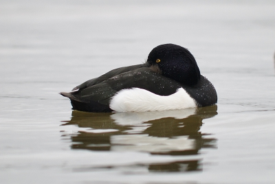 In 'de mooiste vogelhut van Zeeland', volgens de Zeeuwse Vogelaar (http://people.zeelandnet.nl/bkorteknie/vogelkijkhutten.htm), met twee verdiepingen, stonden we oog in oog met de kuifeenden en wintertalingen. Ze dobberden vooral rond met de kop in de veren, want veel was er niet aan op deze sombere en natte dag.