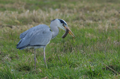 Deze reiger trok zich niets van mij aan, ging onverstoord verder met jagen en niet zonder resultaat.