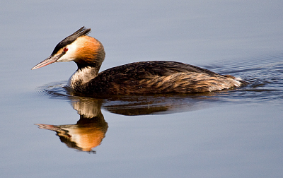 Deze fuut was samen met zijn partner de vliet aan het afzwemmen opzoek naar kleine visjes. Helaas tijdens het fotograferen hadden ze geen geluk, toen ze eenmaal buiten bereik waren, vingen ze de een na de ander, zul je altijd zien.