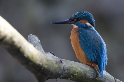 Nog een foto uit de serie die ik gisteren plaatste,
Foto is vlak na het paren gemaakt. Het vrouwtje onderzocht in de tussentijd de nestgang.