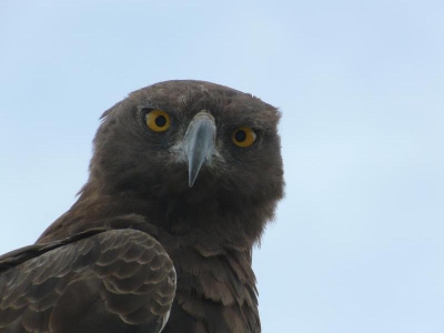 Gemaakt in de Kalahari in Botswana. De vechtarend zat bovenin een boompje. Na eerst dichterbij rijden met de auto bleef hij rustig zitten. Vervolgens ben ik nog wat dichterbij gelopen, maar het beest bleef rustig zitten. Veel foto's gemaakt, waarvan deze blik mij het meest aanspreekt.