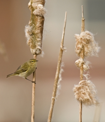 In het stukje natuur vlakbij ons huis, kwam ik deze tjiftjaf tegen. Hij was erg snel, maar blijf gelukkig wel in de buurt waar ik zat. Cor
