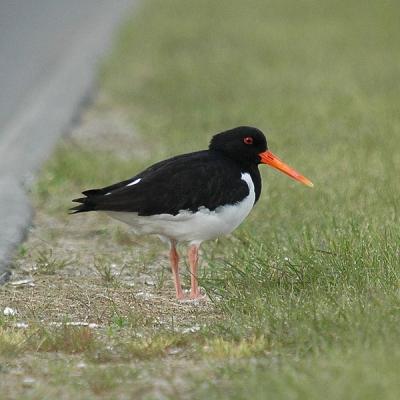De eerste vogel die we in Ijsland tegenkwamen. En er volgden er nog vl meer.