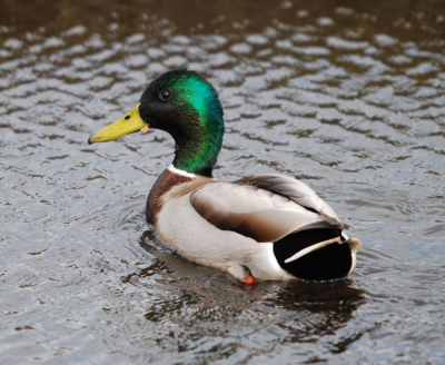Ik was er even weer op uit. achter in onze polder zit een mooi weidevogel gebied. Bijna over het hoofd gezien deze Wilde Eend, omdat ik verder weg keek. de kleuren vind ik er erg mooi uitkomen. en een blaadtje van het riet in zijn snavel is wel grappig.