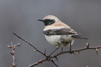 Nog maar een plaatje van deze mooie soort; ik plaats deze foto met name omdat de kenmerken van de vogel (oa. de staart) goed zichtbaar zijn. 
En zonder groene snavelbasis en oog ... ;-)

Ben nu aardig gewend geraakt om de dag een nieuwe zeldzaamheid te zien, dus ik kijk uit naar de dag van morgen ... Ik hoop een lifer dit keer.