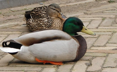 Deze twee wilde eenden zaten lekker te rusten 
in het zonnetje. Vooral het vrouwtje vond ik er zo relaxed bij zitten.