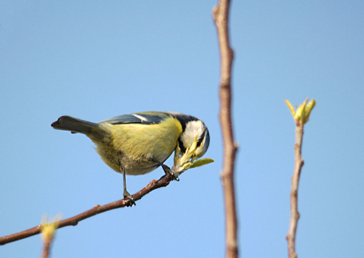 Hoorde vrolijk zingen in de tuin van de buren. Deze pimpelmees zat in de pas ontknopte bomen. Uit de hand genomen met nikon d40.