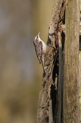 Onopvallende vogeltjes, maar waarneer het zonnetje op ze schijnt zijn ze prachtig getekend.
