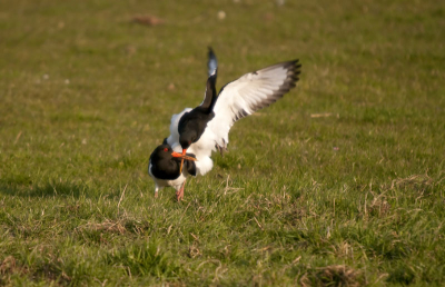 Zaten al een tijdje 2 scholeksters in een weiland  tussen de duiven en ja het mooie weer doet ook wat met de vogels :-)