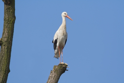 Deze Ooievaar kwam een kijkje nemen in de polders van Oegstgeest. Als een koning(in) vloog hij nog een paar rondjes en ging weer weg.