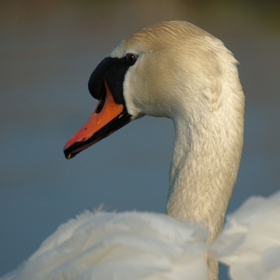 mooie morgen was bezig met het fotograferen van kleine plevieren toen deze langs kwam zwemmen.