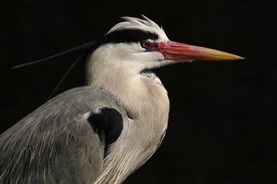 Ondanks de vele blauwe reigers hopelijk toch een plekje waard.
Zonnige dag, donkere sloot als achtergrond. Nikon D70, Sigma 70-200 2.8, Sigma TC 1,4x.