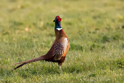 deze mannetjes fazant wilde zich duidelijk laten zien en horen hoewel ik geen vrouwtje in de buurt zag lopen