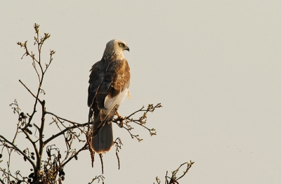 Gisteren nog genoten van het heerlijke weer, lekkere temperatuur met strakblauwe lucht. Zit daar op n van m'n favoriete stekjes deze bruine kiekendief man hoog in de boom. Genoten van deze momenten.