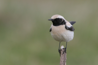 Op weg naar Harderwijk voor de (heel geslaagde) Birdpix jaarboek presentatie toch maar even langs de Woestijntapuit gegaan. Weliswaar geen nieuwe (jaar-)soort  voor me, maar wat een prachtig beestje en ook nog "fotograaf-vriendelijk": kwam gewoon naar ons toe vliegen en landde in een sprietje op 4 meter afstand. Opname vanaf npoot en iets gecropt boven en rechts.